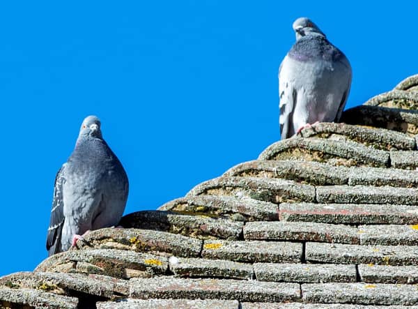 Pigeons on the Post Office roof.