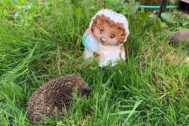 Hedgehog Care in Authorpe.