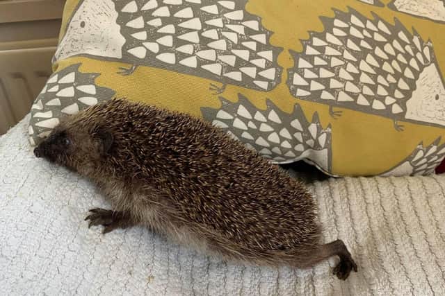 Hedgehog Care in Authorpe.