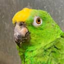 You can't read his Poker Face ... Chico, of the Lincolnshire Wildlife Park, who can sing numbers by Lady Gaga and other pop stars. Picture: Lincolnshire Wildlife Park