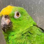 You can't read his Poker Face ... Chico, of the Lincolnshire Wildlife Park, who can sing numbers by Lady Gaga and other pop stars. Picture: Lincolnshire Wildlife Park