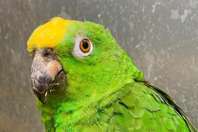 You can't read his Poker Face ... Chico, of the Lincolnshire Wildlife Park, who can sing numbers by Lady Gaga and other pop stars. Picture: Lincolnshire Wildlife Park