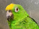 You can't read his Poker Face ... Chico, of the Lincolnshire Wildlife Park, who can sing numbers by Lady Gaga and other pop stars. Picture: Lincolnshire Wildlife Park