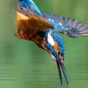 A kingfisher heading for lunch. Photo: Dave Newman. EMN-200709-185620001