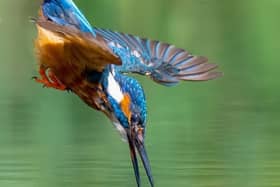 A kingfisher heading for lunch. Photo: Dave Newman. EMN-200709-185620001