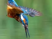 A kingfisher heading for lunch. Photo: Dave Newman. EMN-200709-185620001