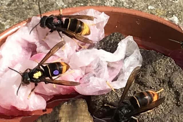 Three Asian hornets on a bait station. EMN-200409-145829001