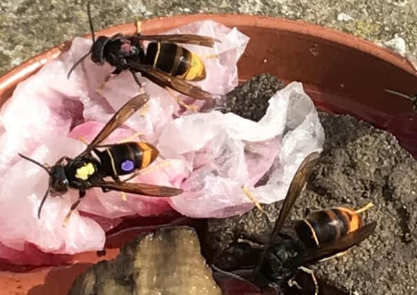 Three Asian hornets on a bait station. EMN-200409-145829001