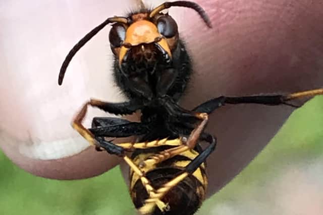 Captured - an Asian hornet on Stewart Maher's trip to Jersey. EMN-200409-145818001