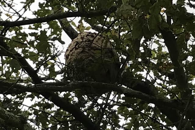 Stewart Maher helped to track and destroy Asian hornet nests like this one. EMN-200409-145840001