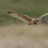 A short-eared owl. Picture: Neil Smith