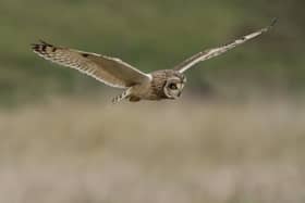 A short-eared owl. Picture: Neil Smith