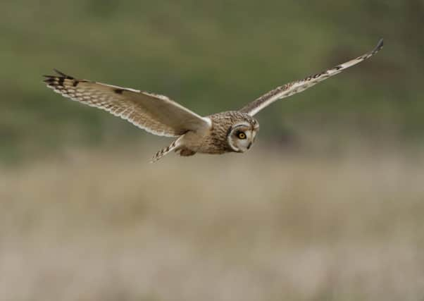 A short-eared owl. Picture: Neil Smith