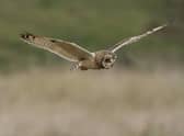 A short-eared owl. Picture: Neil Smith