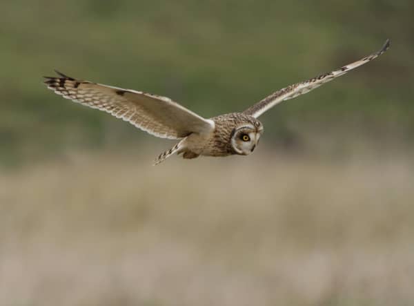 A short-eared owl. Picture: Neil Smith