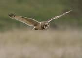 A short-eared owl. Picture: Neil Smith