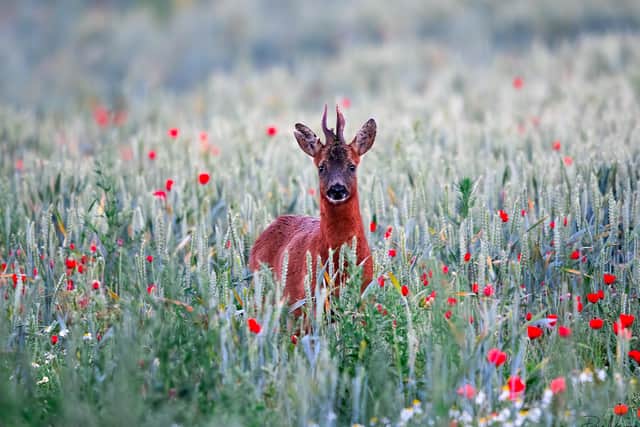 Dave submitted this image of a roe deer to the BBC Countryfile Calendar contest. EMN-200709-185608001