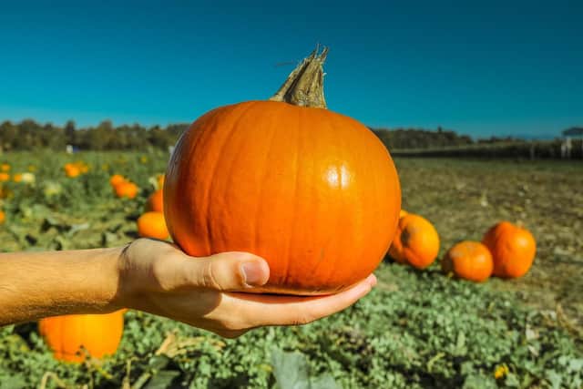 Pumpkin patch