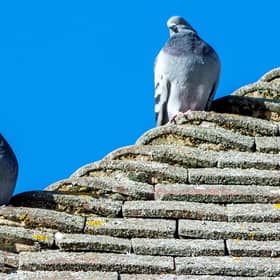 Pigeons on the roof of the Post Office, in Horncastle.