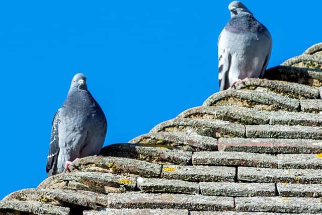 Pigeons on the roof of the Post Office, in Horncastle.