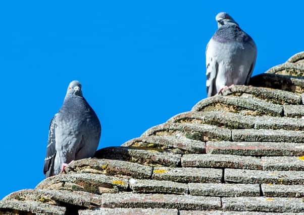 Pigeons on the roof of the Post Office, in Horncastle.