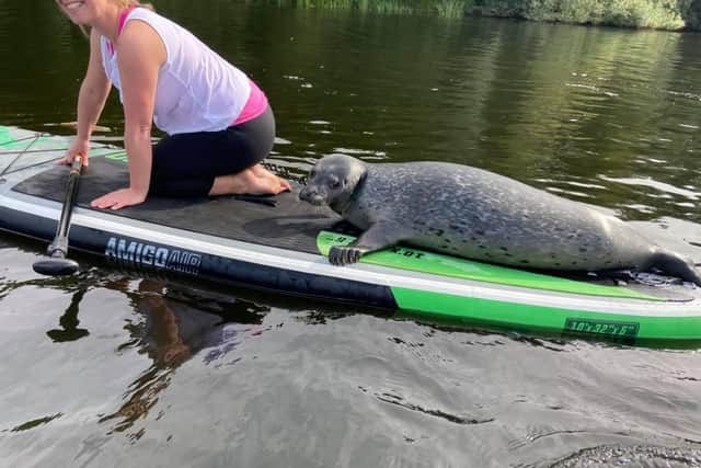 The seal which  hopped on a paddle board during a lesson.