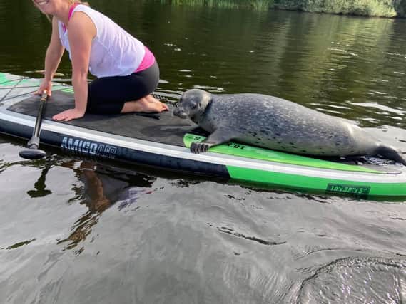 The seal which  hopped on a paddle board during a lesson.