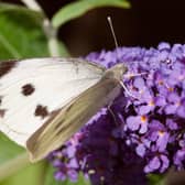 Large White butterfly came out on top and was up 44% from the 2019 count . Photo: Peter Eeles