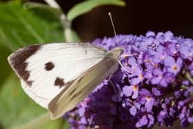 Large White butterfly came out on top and was up 44% from the 2019 count . Photo: Peter Eeles