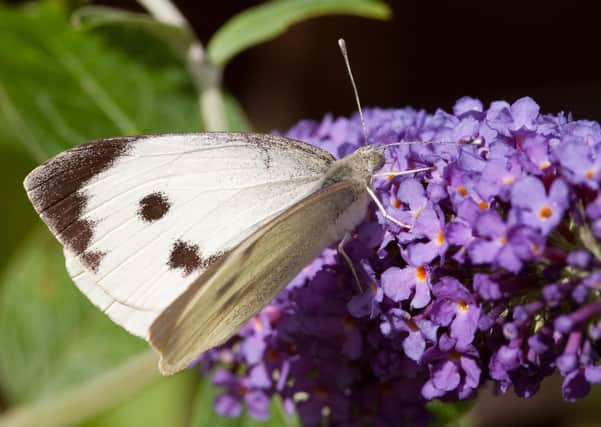 Large White butterfly came out on top and was up 44% from the 2019 count . Photo: Peter Eeles