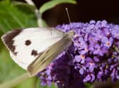 Large White butterfly came out on top and was up 44% from the 2019 count . Photo: Peter Eeles