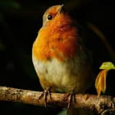 'Spotlit Robin' by young photographer Katy Read. EMN-200929-172648001