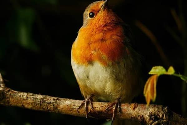 'Spotlit Robin' by young photographer Katy Read. EMN-200929-172648001