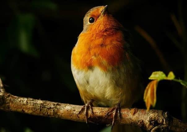 'Spotlit Robin' by young photographer Katy Read. EMN-200929-172648001