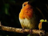 'Spotlit Robin' by young photographer Katy Read. EMN-200929-172648001