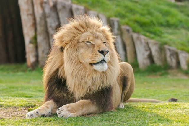 One of the roar-some residents at Wolds Wildlife Park.