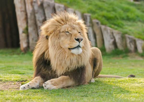 One of the roar-some residents at Wolds Wildlife Park.