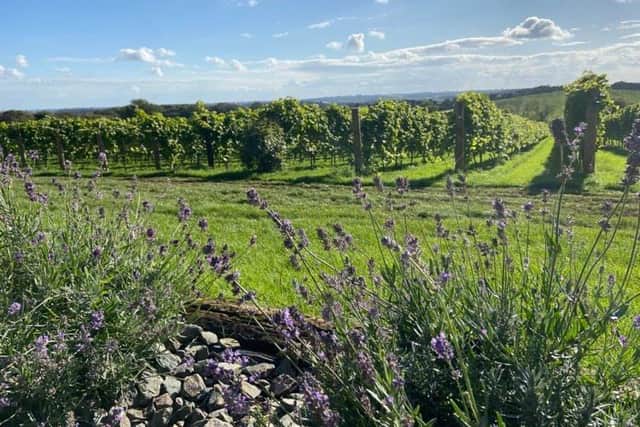 A stunning view Ovens Farm vineyard in Harrington at the heart of the Lincolnshire Wolds..