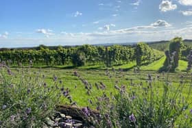 A stunning view Ovens Farm vineyard in Harrington at the heart of the Lincolnshire Wolds..