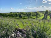 A stunning view Ovens Farm vineyard in Harrington at the heart of the Lincolnshire Wolds..