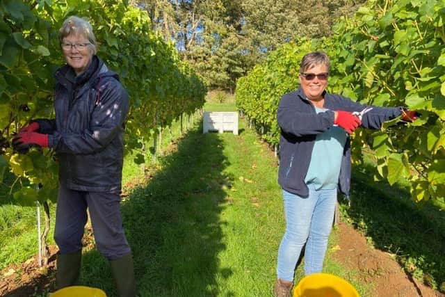 Sue Precious of Goulceby and Jayne Stevens of Horncastle picking Pinot Noir.