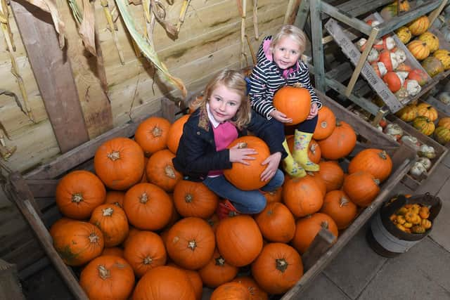 Bell's Garden Centre pumpkin patch. L-R Olivia Bell 6 and Emelia Barton 4 EMN-201210-105019001