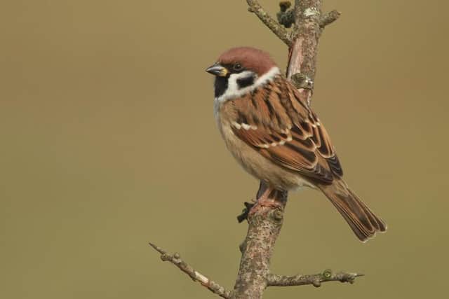 A tree sparrow. Picture: Neil Smith