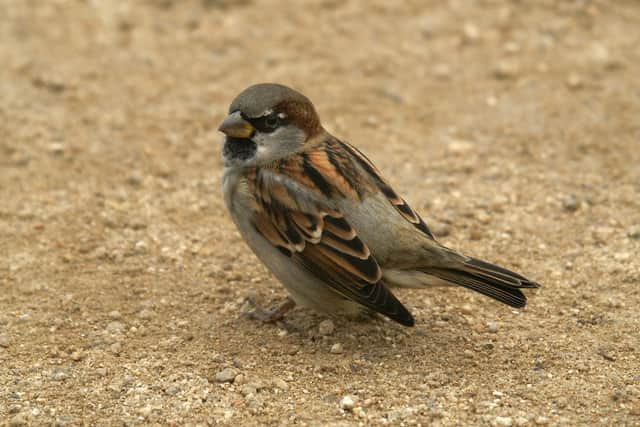 A house sparrow. Picture: Neil Smith