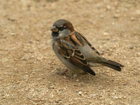 A house sparrow. Picture: Neil Smith