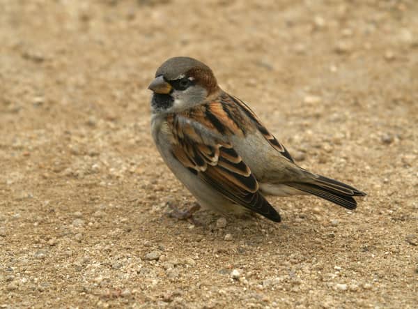 A house sparrow. Picture: Neil Smith
