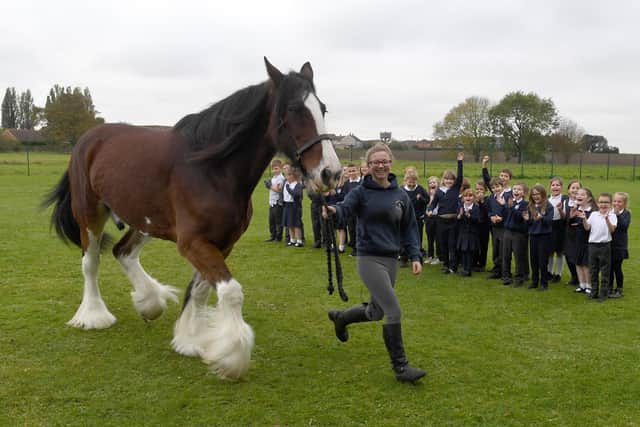Shire horse named Kenny from Ruskington Shires, visiting Billinghay Primary School as part of Lincolnshire Week. Lucy Blakey with Kenny EMN-201014-110729001
