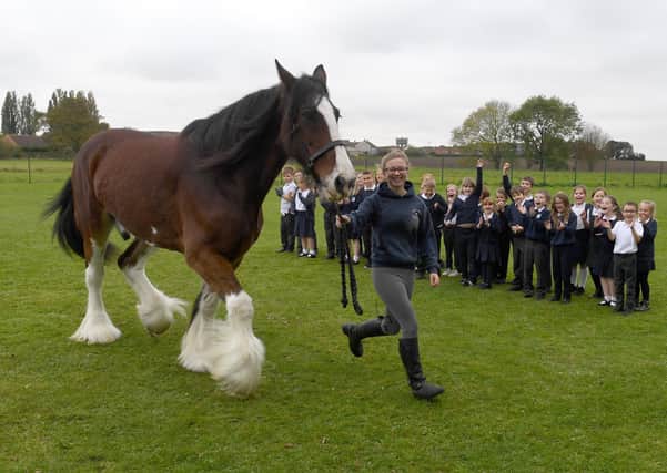 Shire horse named Kenny from Ruskington Shires, visiting Billinghay Primary School as part of Lincolnshire Week. Lucy Blakey with Kenny EMN-201014-110729001