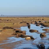 An image from Donna Nook in previous years. (Photo: Peter Roworth/Lincolnshire Wildlife Trust)