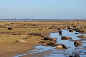 An image from Donna Nook in previous years. (Photo: Peter Roworth/Lincolnshire Wildlife Trust)